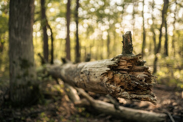 Broken tree