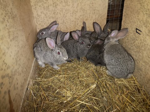 Little Grey Rabbits In The Nest. Lots Of Rabbits