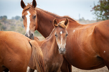 Fototapeta premium Close up wild horse family