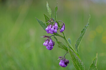 Symphytum officinale is a perennial flowering plant in the family Boraginaceae. Comfrey (Symphytum officinale), flowers of a plant used in organic medicine