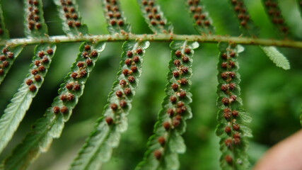 Cyathea is a genus of tree ferns. up close view of its brown spores at lower surface. Venation and sori.