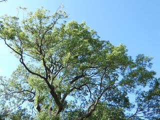 tree