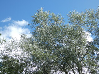 trees and sky