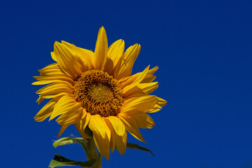 tournesol et abeille