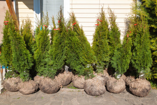 Natural green coniferous Thuja in bags with soil for outdoor planting
