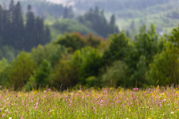 Fototapeta premium Summer concept. Blooming meadow of colorful wild flowers and herbs on a background of forest and mountains. Carpet of summer flowers in the glade