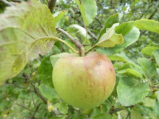 apple