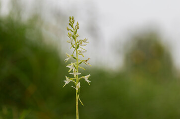 wild orchid (Platanthera bifolia) commonly known as the Lesser Butterfly-orchid. Platanthera bifolia, commonly known as the lesser butterfly-orchid is a species of orchid in the genus Platanthera.