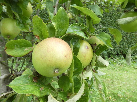 aple