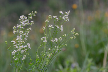 Galium mollugo, common name hedge bedstraw or false baby's breath, is a herbaceous annual plant of...