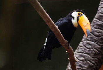 A toucan bird with a large bright orange beak sits on a branch
