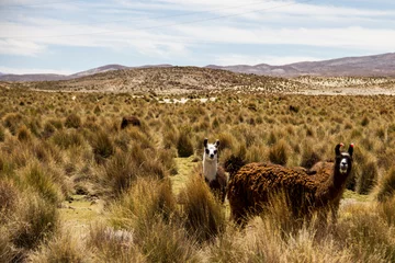 Aluminium Prints Lama llama in the wild