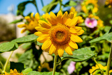 Подсолнухи