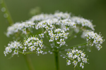 Anthriscus sylvestris, known as cow parsley, wild chervil,is a herbaceous biennial or short-lived perennial plant in the family Apiaceae. Cow parsley flower (Anthriscus sylvestris)
