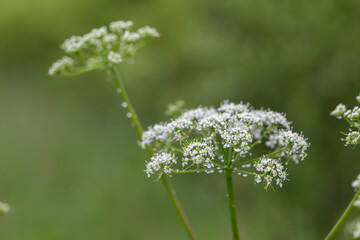 Anthriscus sylvestris, known as cow parsley, wild chervil,is a herbaceous biennial or short-lived perennial plant in the family Apiaceae. Cow parsley flower (Anthriscus sylvestris)