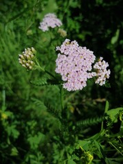 yarrow white flowers on green background