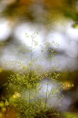 Herbe sauvage