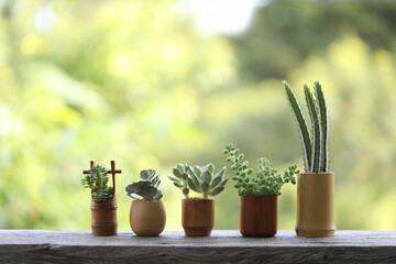 Mini cactus and succulent plants  in small brown wooden plant pot