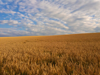 wheat field and blue sky