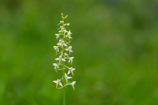 wild orchid (Platanthera bifolia) commonly known as the Lesser Butterfly-orchid. Platanthera bifolia, commonly known as the lesser butterfly-orchid is a species of orchid in the genus Platanthera.