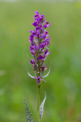 The broad-leaved marsh orchid (Dactylorhiza majalis) is a terrestrial Eurasian orchid. Western marsh orchid (Dactylorhiza majalis) flowering. 
