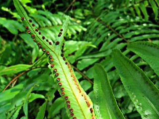Nephrolepis biserrata