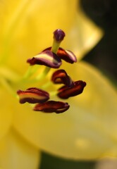 zjawiskowy  widok  wnętrza  rozkwitniętej  lilii