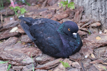 A blue pigeon with iridescent plumage sits ruffled