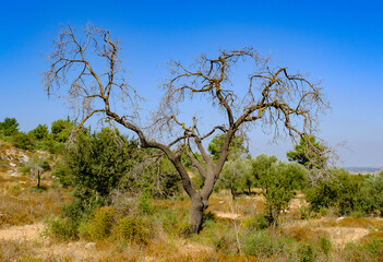 Withered dead tree in the landscape