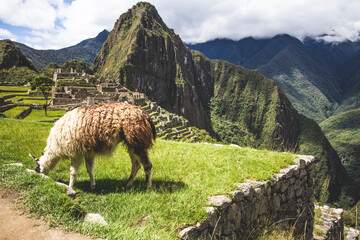 Fototapeta premium sheep in the machu picchu