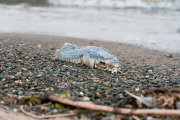海辺の死