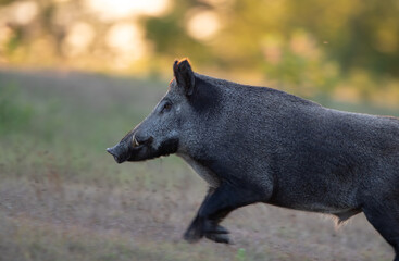 Wild boar running in forest