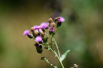 Delicate pink and purple flowers of Carduus nutans plant, commonly known as musk or nodding plumeless thistle, in a garden in a sunny summer day, national flower and symbol of Scotland, United Kingdom