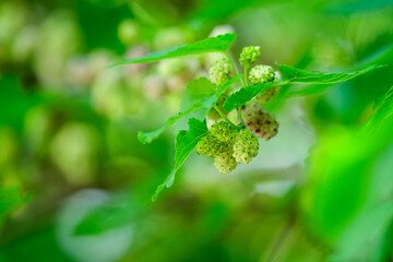 Small black wild white and yellow mulberries with tree branches and green leaves, also known as Morus tree, in a summer garden in a cloudy day, natural background with organic healthy food, .