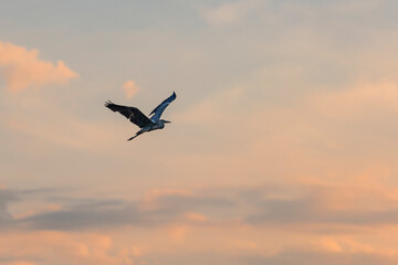 Fototapeta na wymiar Grey heron in flight