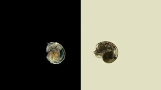 Larva of a sea snail different types under the microscope, called Veliger, class Bivalvia, type Mollusca, shows the ciliary velum, with which it floats in water among plankton/ Barents Sea