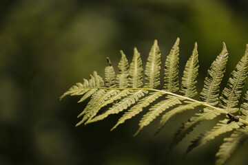 liść  paproci  w  ciemnym  zakątku  ogrodu © Mirosaw