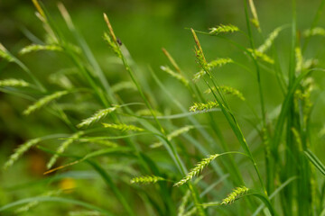 Carex sylvatica is a species of sedge found in deciduous woodlands across Europe.