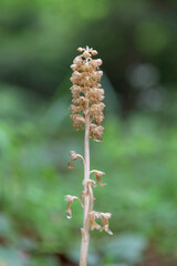 Neottia nidus-avis, the bird's-nest orchid, is a non-photosynthetic orchid, native to Europe. Wild orchids (Neottia nidus-avis).