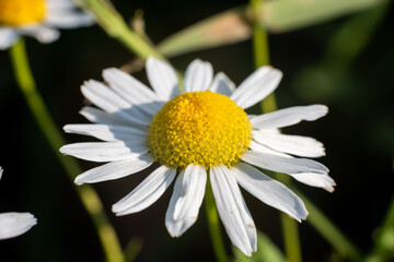 Obraz premium Beautiful white wildflower on a green background.