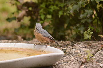 Sperber am Futterplatz