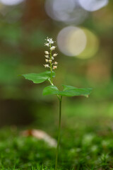Maianthemum bifolium (false lily of the valley or May lily) is a common rhizomatous flowering plant of the family Asparagaceae