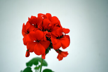 Beautiful picture of red geranium flower isolated on white