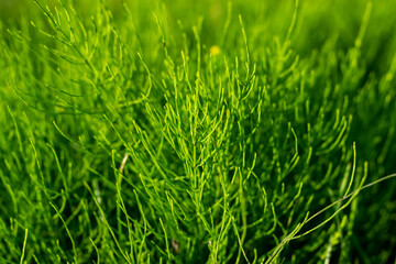 Green grass in bright colors, background texture.