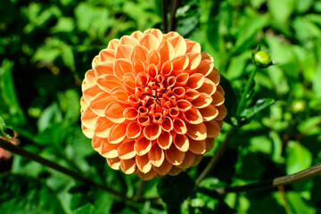 Close up of one beautiful large vivid orange dahlia flower in full bloom on blurred green background, photographed with soft focus in a garden in a sunny summer day.