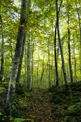 Obraz premium Magical Beech forest in 