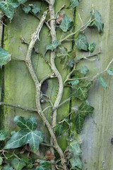 ivy growing on a weathered fence panel 