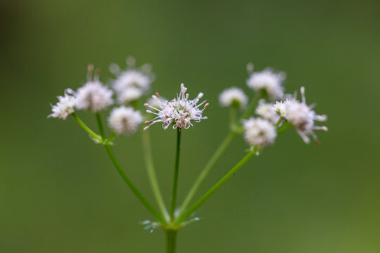 Tiny woodland wild flower, Sanicula europaea. Wood sanicle. Tiny woodland plant. Sanicula europaea. Sanicula europaea (sanicle, wood sanicle) is a perennial plant of the family Apiaceae.