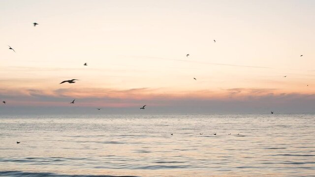 Beautiful sunrise on the sea with flying birds