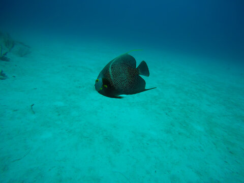 French angelfish (Pomacanthus paru) in caribbean waters Cozumel, Mexico